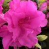 Lavender Twist Bloom 'N Again Azalea - 2 Gallon Pot