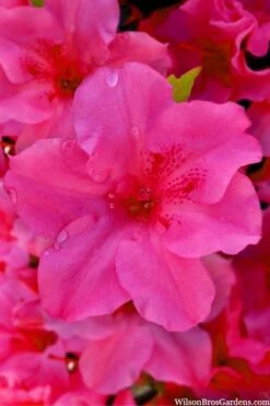 Pink Explosion Bloom 'N Again Azalea - 2 Gallon Pot 9 Pink Explosion Bloom 'N Again Azalea - 2 Gallon Pot -Breeze Sprout Sales azalea bloom n again pink explosion 12