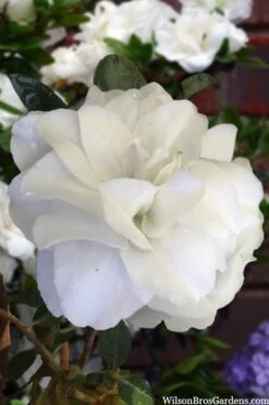 Snowball Bloom 'N Again Azalea - 2 Gallon Pot -Breeze Sprout Sales azalea bloom n again snowball 13