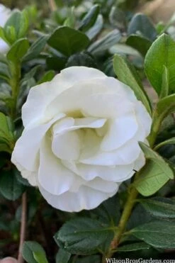 Snowball Bloom 'N Again Azalea - 2 Gallon Pot -Breeze Sprout Sales azalea bloom n again snowball 14