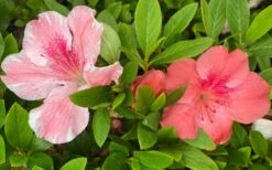 Lady Cavendish Azalea - 6 Pack Of 1 Gallon Pots -Breeze Sprout Sales azalea cavendish 2 1