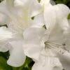 Autumn Ivory Encore Azalea - 1 Gallon Pot