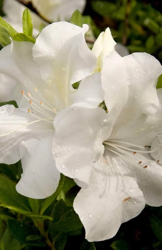 Autumn Ivory Encore Azalea - 1 Gallon Pot 1 Autumn Ivory Encore Azalea - 1 Gallon Pot