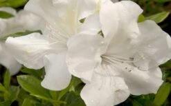 Autumn Ivory Encore Azalea - 1 Gallon Pot 9 Autumn Ivory Encore Azalea - 1 Gallon Pot -Breeze Sprout Sales azalea encore autumn ivory 20