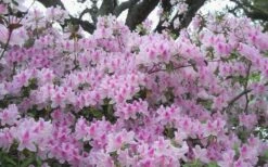 George L. Taber Southern Indica Azalea - 1 Gallon Pot 10 George L. Taber Southern Indica Azalea - 1 Gallon Pot -Breeze Sprout Sales azalea george taber 10 1