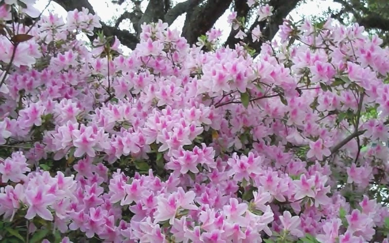 George L. Taber Southern Indica Azalea - 1 Gallon Pot 5 George L. Taber Southern Indica Azalea - 1 Gallon Pot - Image 5
