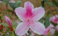 George L. Taber Southern Indica Azalea - 3 Gallon Pot -Breeze Sprout Sales azalea george taber 13