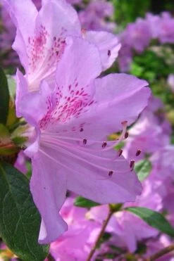Gulf Pride Fragrant Southern Indica Azalea - 1 Gallon Pot 9 Gulf Pride Fragrant Southern Indica Azalea - 1 Gallon Pot -Breeze Sprout Sales azalea gulf pride 2