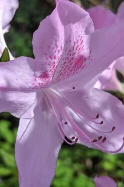 Gulf Pride Fragrant Southern Indica Azalea - 1 Gallon Pot 10 Gulf Pride Fragrant Southern Indica Azalea - 1 Gallon Pot -Breeze Sprout Sales azalea gulf pride 5