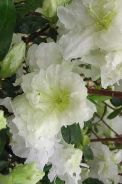 Helen Curtis Azalea - 3 Gallon Pot 8 Helen Curtis Azalea - 3 Gallon Pot -Breeze Sprout Sales azalea helen curtis 7