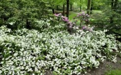 Helen Curtis Azalea - 3 Gallon Pot 9 Helen Curtis Azalea - 3 Gallon Pot -Breeze Sprout Sales azalea helen curtis 9