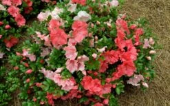 Hilda Niblett Azalea - 2 Gallon Pot -Breeze Sprout Sales azalea hilda niblet flowers