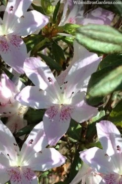 Lilacina Southern Indica Azalea - 3 Gallon Pot