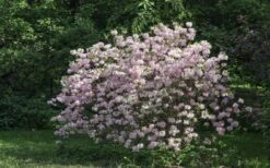 Lilacina Southern Indica Azalea - 3 Gallon Pot -Breeze Sprout Sales azalea indica lilacina 6