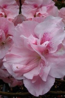 Nancy Of Robin Hill Azalea - 3 Gallon Pot -Breeze Sprout Sales azalea nancy at robin hill 1