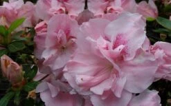Nancy Of Robin Hill Azalea - 3 Gallon Pot -Breeze Sprout Sales azalea nancy of robin hill 3
