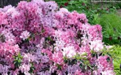 Northlake Beauty Azalea - 1 Gallon Pot -Breeze Sprout Sales azalea northlake beauty 13