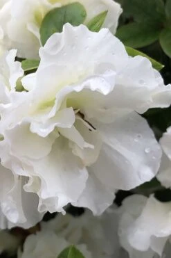 Perfecto Mundo Double White Reblooming Azalea - 3 Gallon Pot -Breeze Sprout Sales azalea perfecto mondo double white 1
