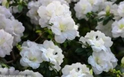 Perfecto Mundo Double White Reblooming Azalea - 3 Gallon Pot -Breeze Sprout Sales azalea perfecto mondo double white 2