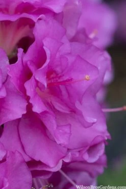 Perfecto Mundo Double Purple Reblooming Azalea - 2 Gallon Pot -Breeze Sprout Sales azalea perfecto mondo double20purple 1 2
