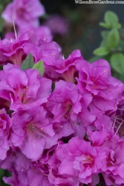 Perfecto Mundo Double Purple Reblooming Azalea - 3 Gallon Pot -Breeze Sprout Sales azalea perfecto mondo double20purple 3