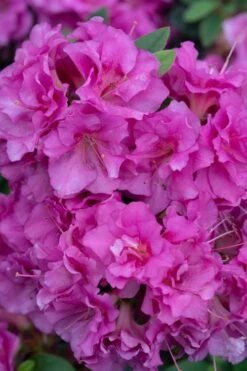 Perfecto Mundo Double Purple Reblooming Azalea - 1 Gallon Pot -Breeze Sprout Sales azalea perfecto mundo double purple 500x750 2