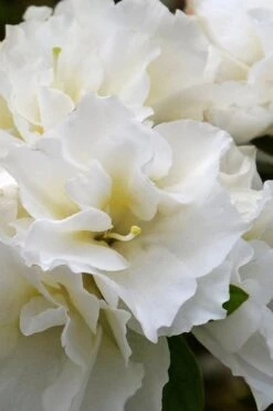 Perfecto Mundo Double White Reblooming Azalea - 3 Gallon Pot -Breeze Sprout Sales azalea perfecto mundo double white 6