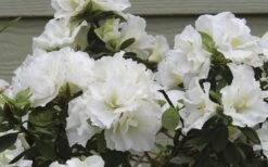 Perfecto Mundo Double White Reblooming Azalea - 3 Gallon Pot -Breeze Sprout Sales azalea perfecto mundo double white 9