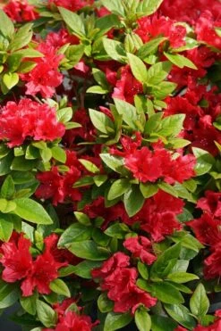 Perfecto Mundo Red Reblooming Azalea - 3 Pack Of Quart Pots -Breeze Sprout Sales azalea perfecto mundo red 2