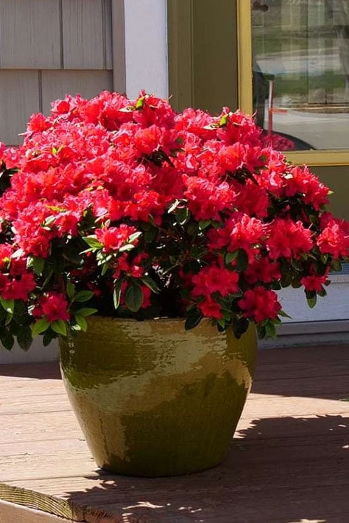 Perfecto Mundo Red Reblooming Azalea - 2 Gallon Pot 1 Perfecto Mundo Red Reblooming Azalea - 2 Gallon Pot