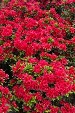 Perfecto Mundo Red Reblooming Azalea - 2 Gallon Pot 11 Perfecto Mundo Red Reblooming Azalea - 2 Gallon Pot -Breeze Sprout Sales azalea perfecto mundo red 5 1