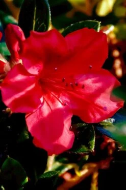 Perfecto Mundo Red Reblooming Azalea - 2 Gallon Pot 13 Perfecto Mundo Red Reblooming Azalea - 2 Gallon Pot -Breeze Sprout Sales azalea perfecto mundo red 6 1