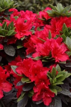 Perfecto Mundo Red Reblooming Azalea - 2 Gallon Pot 10 Perfecto Mundo Red Reblooming Azalea - 2 Gallon Pot -Breeze Sprout Sales azalea perfecto mundo red 8 1