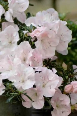 Tsuki No Shimo Satsuki Azalea - 3 Gallon Pot -Breeze Sprout Sales azalea satsuki tsuki no shimo 100