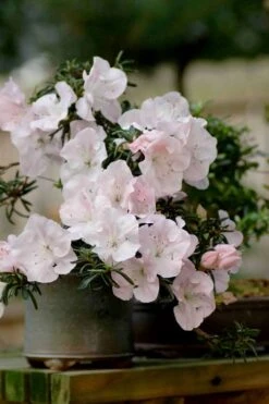 Tsuki No Shimo Satsuki Azalea - 3 Gallon Pot -Breeze Sprout Sales azalea satsuki tsuki no shimo 101