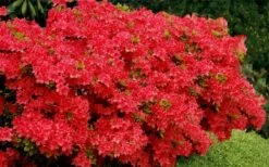 Stewartstonian Azalea - 1 Gallon Pot -Breeze Sprout Sales azalea stewartstonian 3