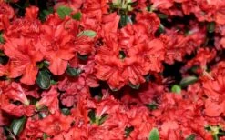 Stewartstonian Azalea - 1 Gallon Pot -Breeze Sprout Sales azalea stewartstonian 4