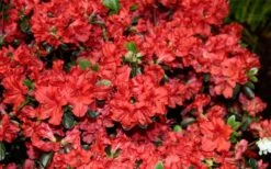 Stewartstonian Azalea - 1 Gallon Pot -Breeze Sprout Sales azalea stewartstonian 6