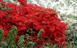 Stewartstonian Azalea - 1 Gallon Pot -Breeze Sprout Sales azalea stewartstonian 7