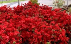 Stewartstonian Azalea - 1 Gallon Pot -Breeze Sprout Sales azalea stewartstonian 8