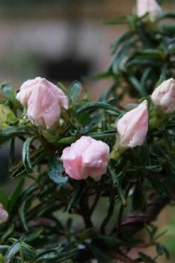 Tsuki No Shimo Satsuki Azalea - 3 Gallon Pot -Breeze Sprout Sales azalea tsuki no shimo 2