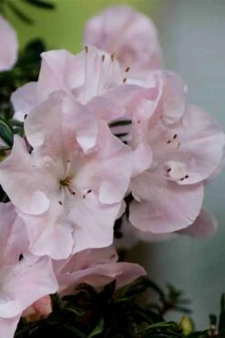 Tsuki No Shimo Satsuki Azalea - 3 Gallon Pot -Breeze Sprout Sales azalea tsuki no shimo 3