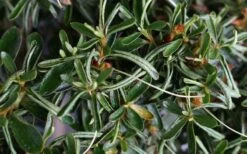 Tsuki No Shimo Satsuki Azalea - 3 Gallon Pot -Breeze Sprout Sales azalea tsuki no shimo 7