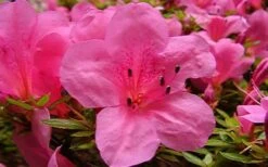 Chinzan Dwarf Azalea - 1 Gallon Pot -Breeze Sprout Sales azaleachinzan