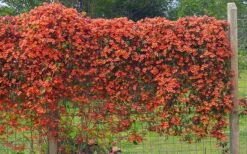 Tangerine Beauty Crossvine Bignonia - 5 Gallon Pot -Breeze Sprout Sales bignonia capreolata tangerine beauty crossvine 101 1