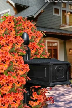 Tangerine Beauty Crossvine Bignonia - 5 Gallon Pot -Breeze Sprout Sales bignonia capreolata tangerine beauty crossvine 105 1