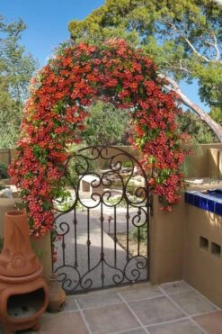 Tangerine Beauty Crossvine Bignonia - 5 Gallon Pot -Breeze Sprout Sales bignonia capreolata tangerine beauty crossvine 110 1