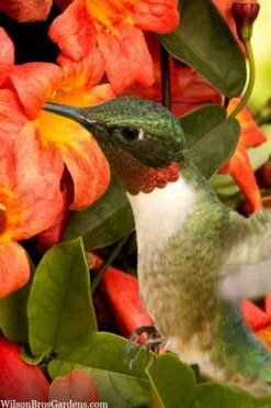 Tangerine Beauty Crossvine Bignonia - 5 Gallon Pot -Breeze Sprout Sales bignonia capreolata tangerine beauty crossvine 111 1