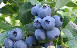 Alapaha Rabbiteye Blueberry - 7 Gallon Pot -Breeze Sprout Sales blueberry alapaha