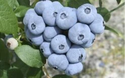 Northern Highbush Blueberry (Vaccinum Corymbosum) - 1 Gallon Pot 9 Northern Highbush Blueberry (Vaccinum Corymbosum) - 1 Gallon Pot -Breeze Sprout Sales blueberry northern20highbush 3 800x500 1